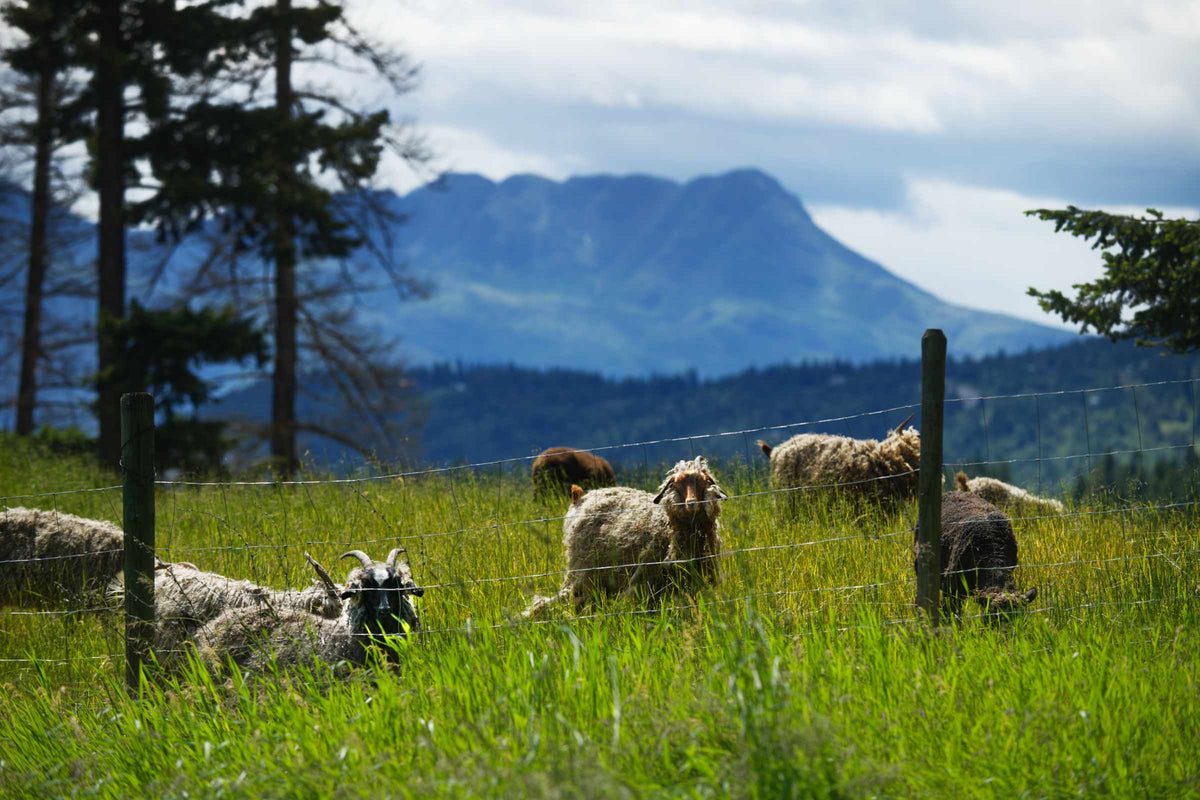 Certified 100% Canadian Grown & Milled Wool – Disdero Ranch